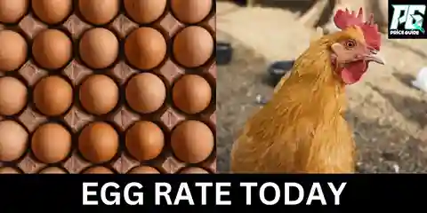 Today Egg Rate